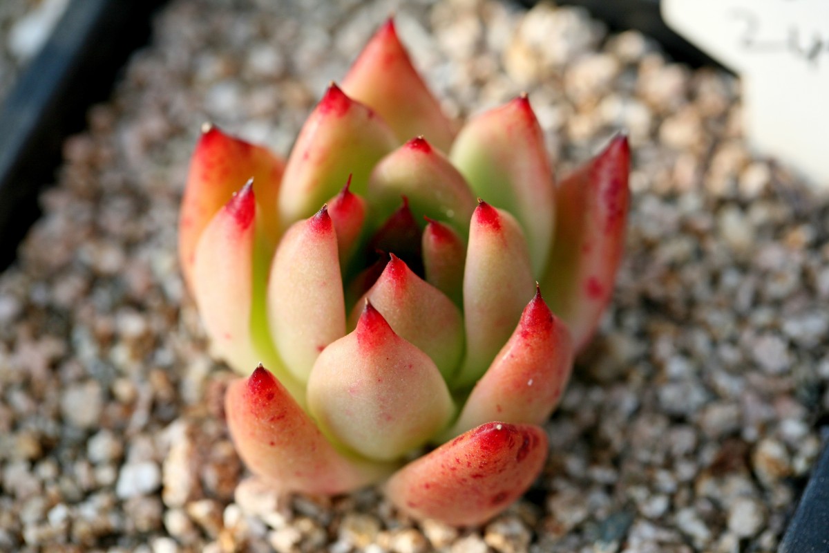 A close up shot of a succulent on pebbles