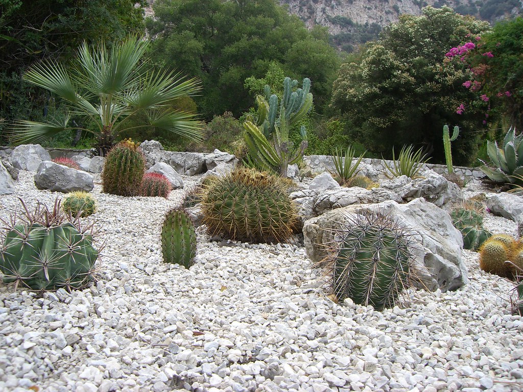 Cacti pebble garden bed