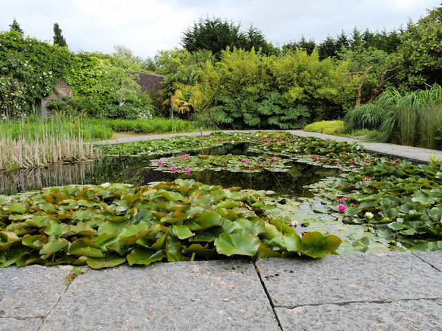 Rectangular garden pond filled with water lilies