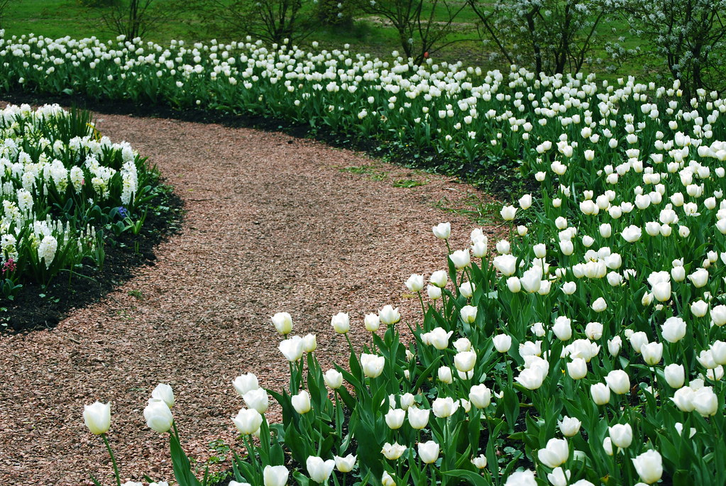 White tulips path, curves and borders with flowers