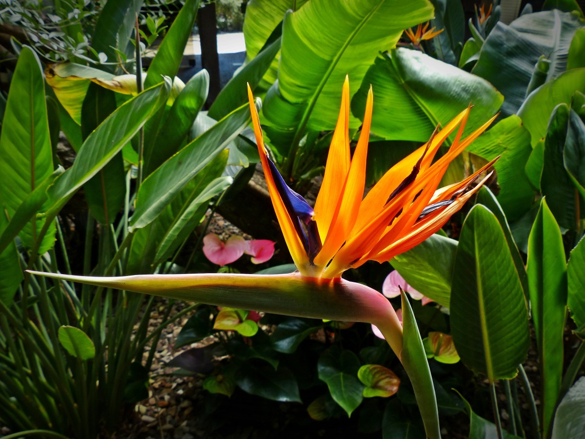 Exotic tropical plant species