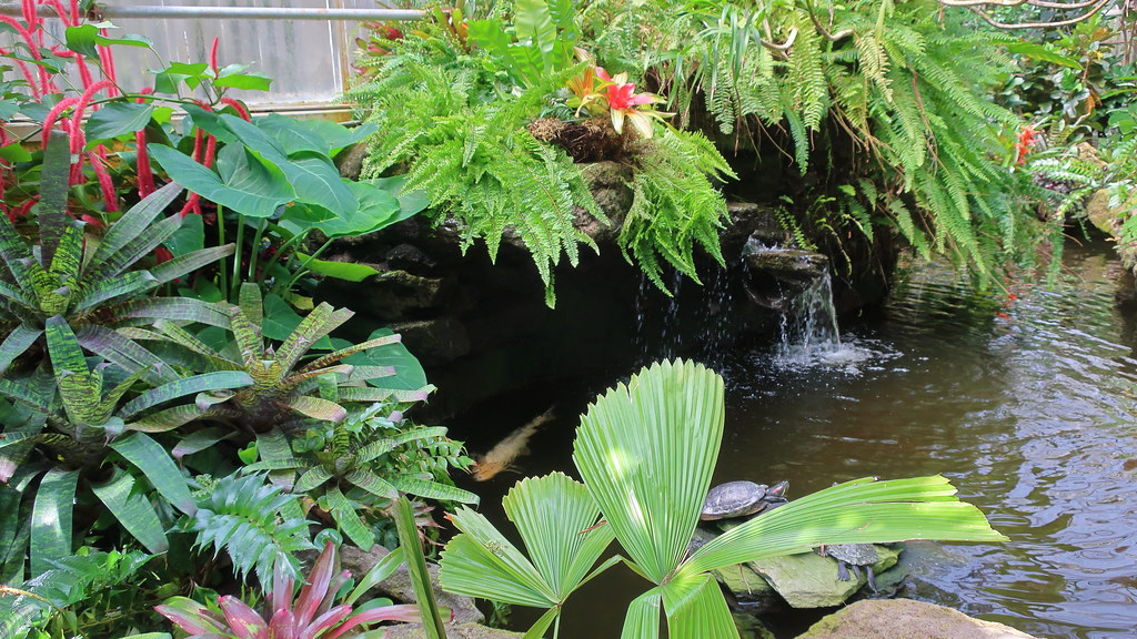 Tropical garden pond with plants