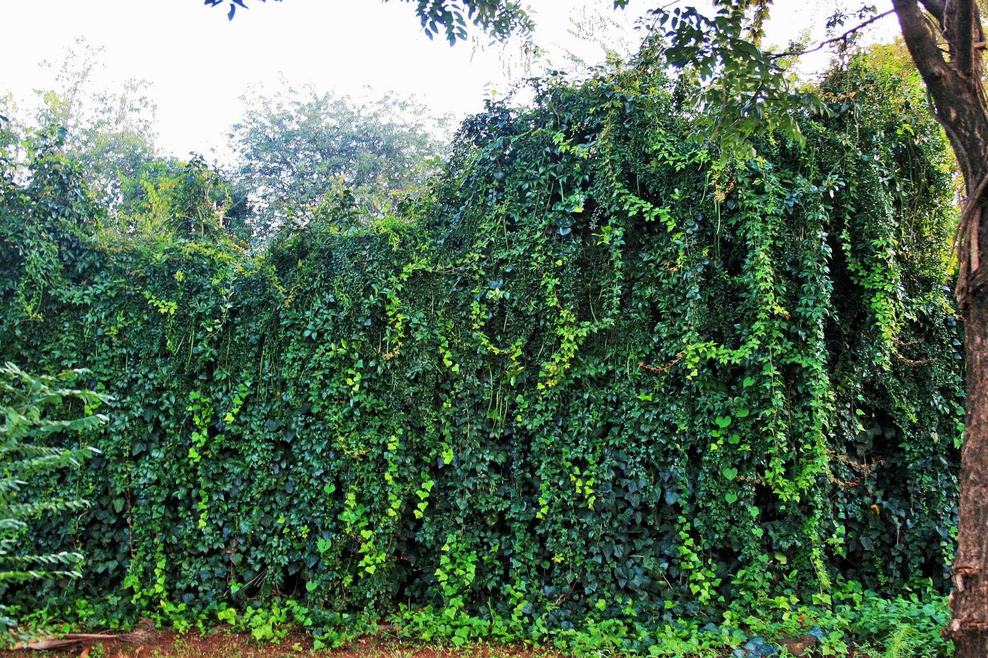 Ivy garden living wall