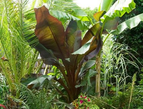 Deep jungle plants that give off a more exotic backyard/jungle vibe