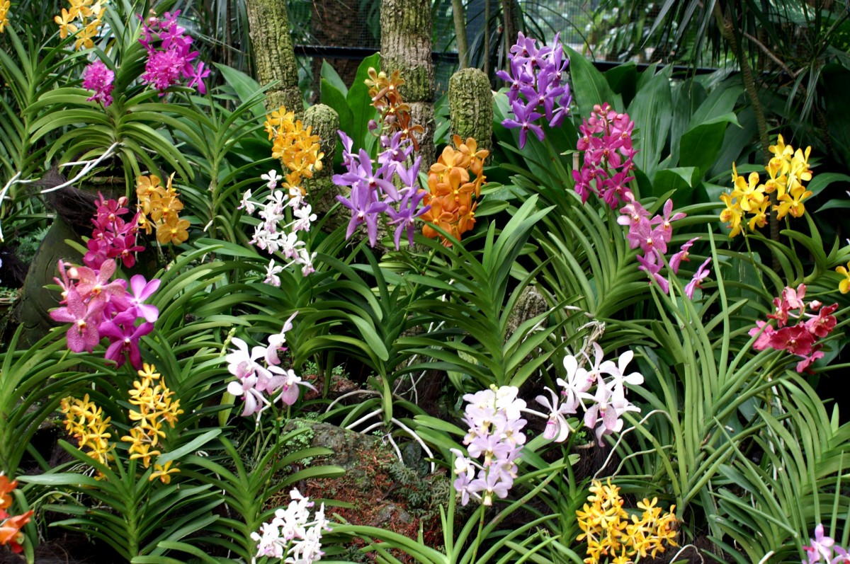 Exotic tropical blooms