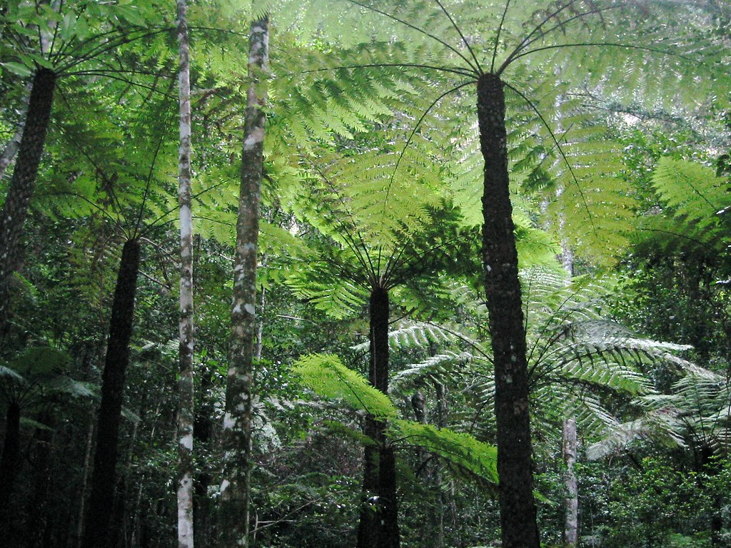 Rows of tree ferns