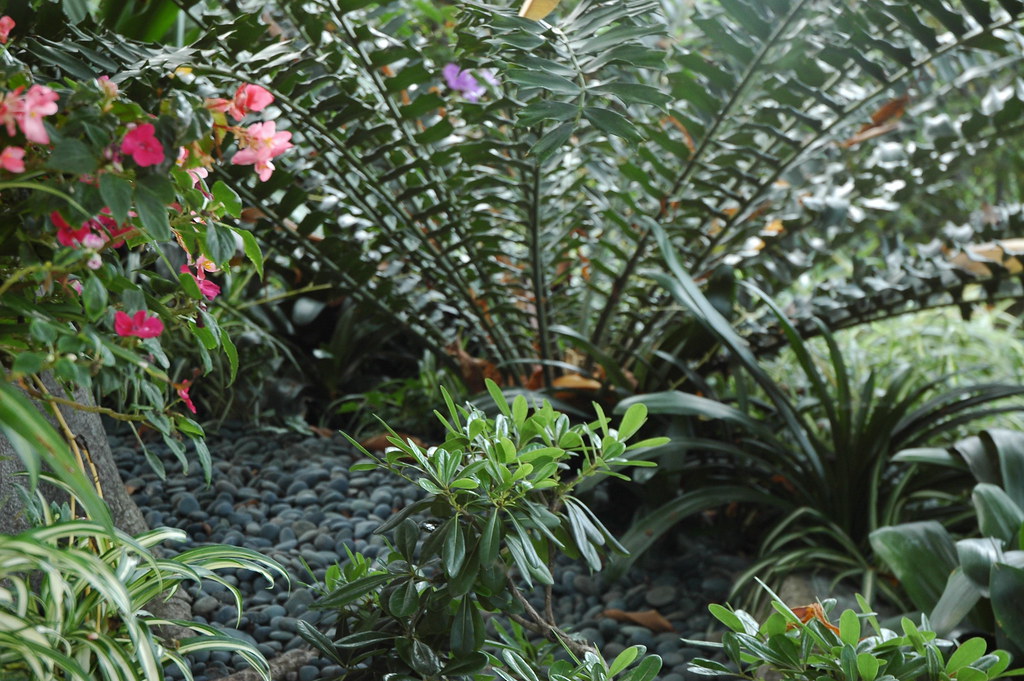 Tropical plants on pebbles