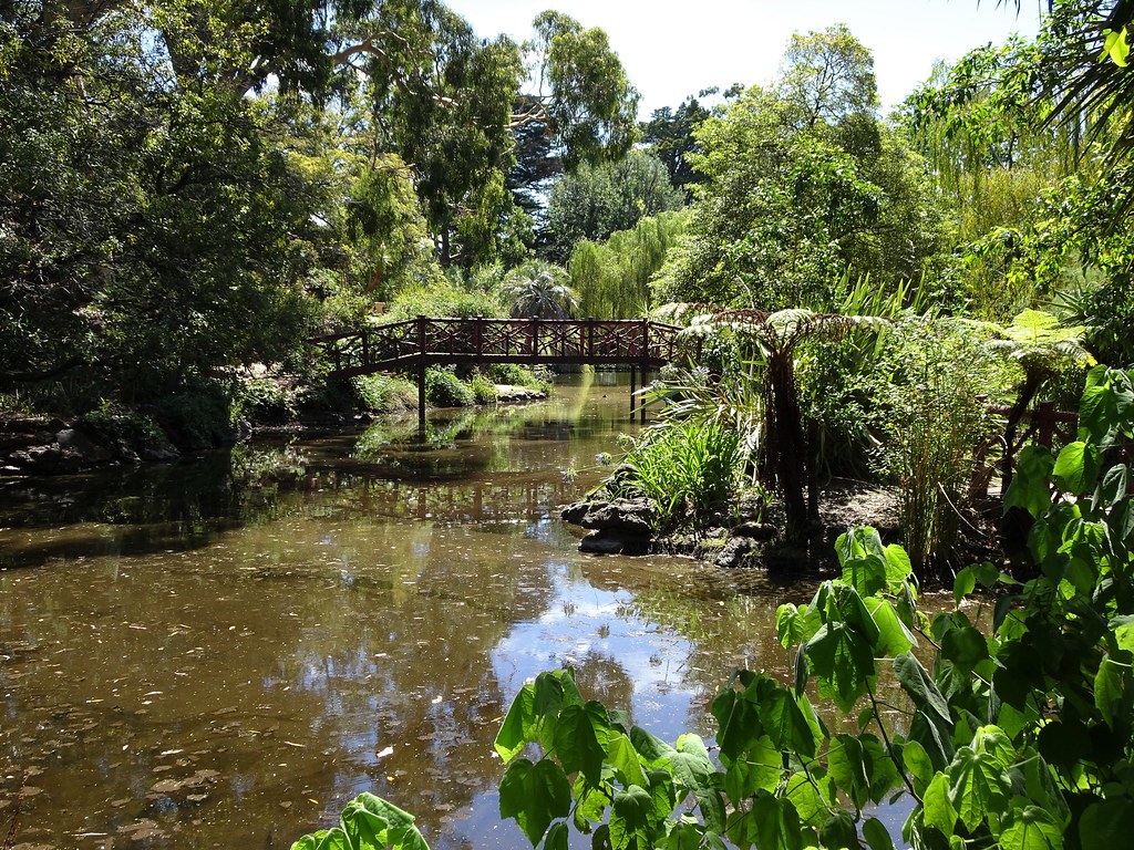 Tropical pond with rustic bridge