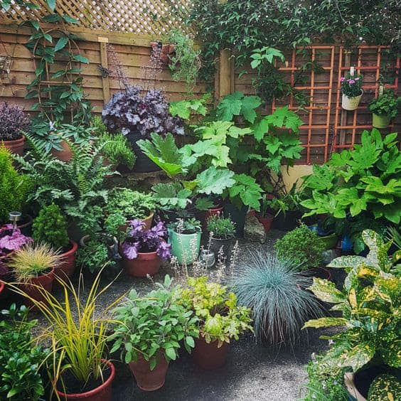 A simple tropical garden with some trellis, climbing plants and flowers