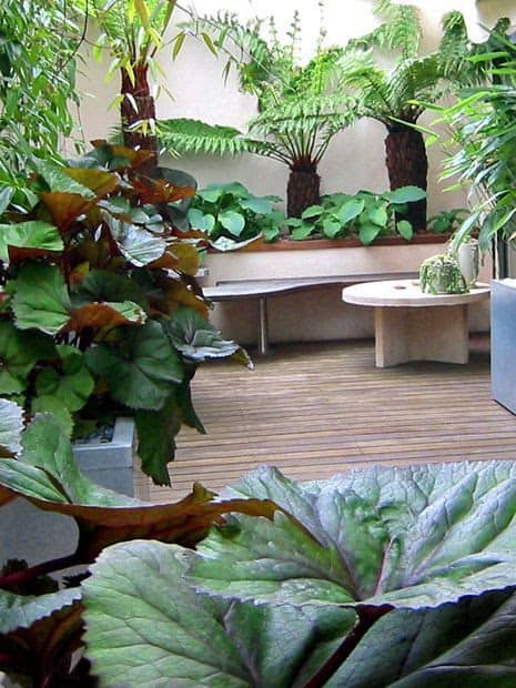 Modern looking deck and jungle plants