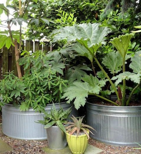 DIY plantersideas for tropical plants and garden