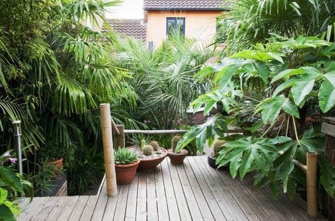 Tropical plants in a tropical-themed backyard