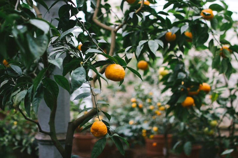 Small citrus trees in pots
