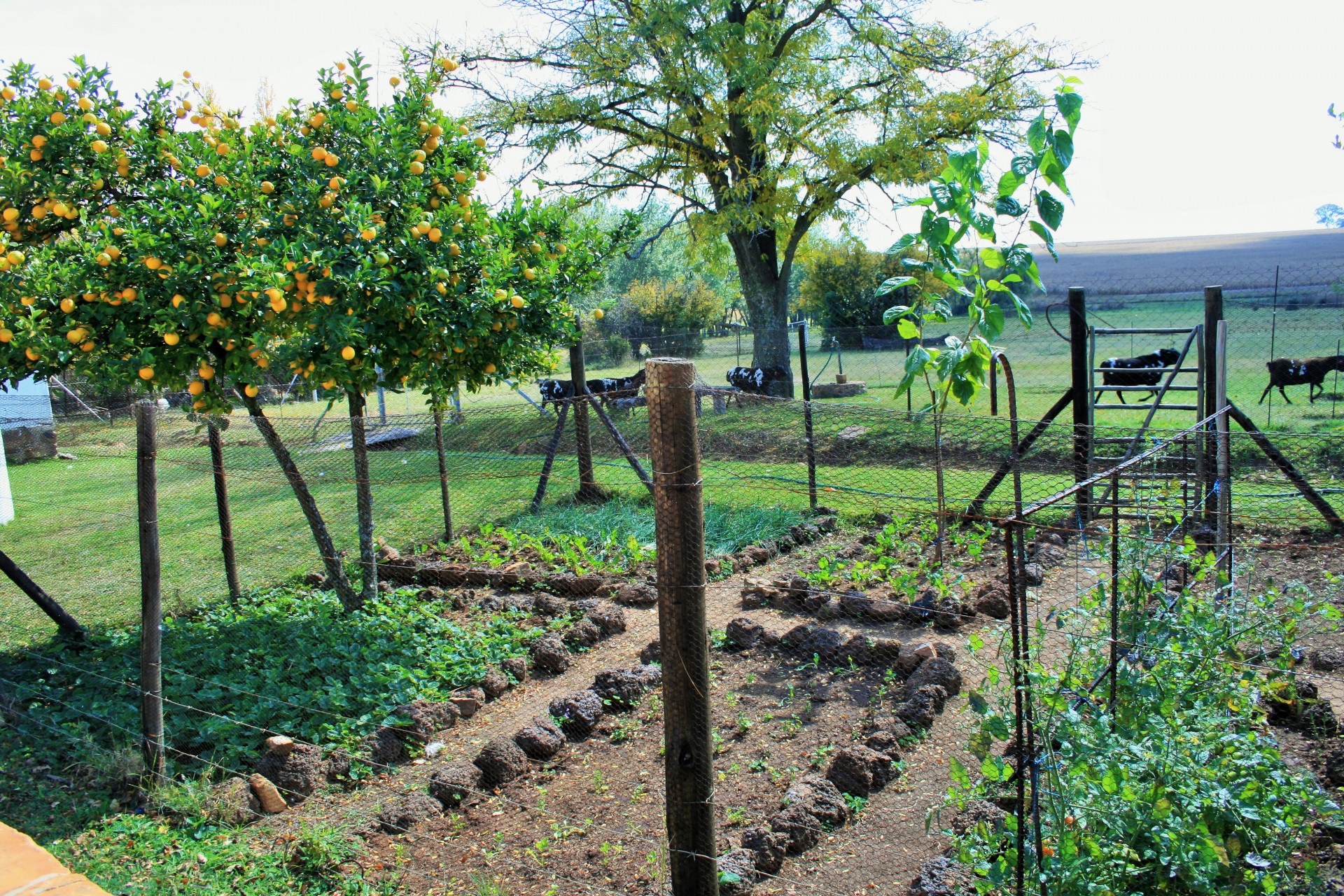 Enclosed vegetable garden with wire fencing