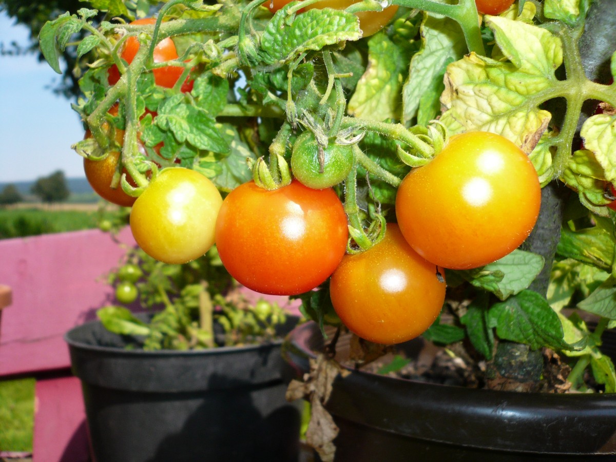 Tomatoes grown in pots