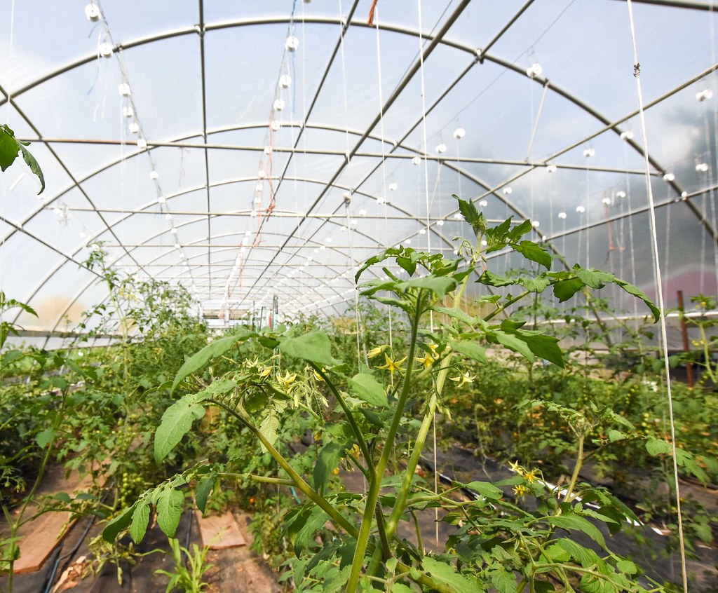 A high tunnel growing various types of tomatoes sits