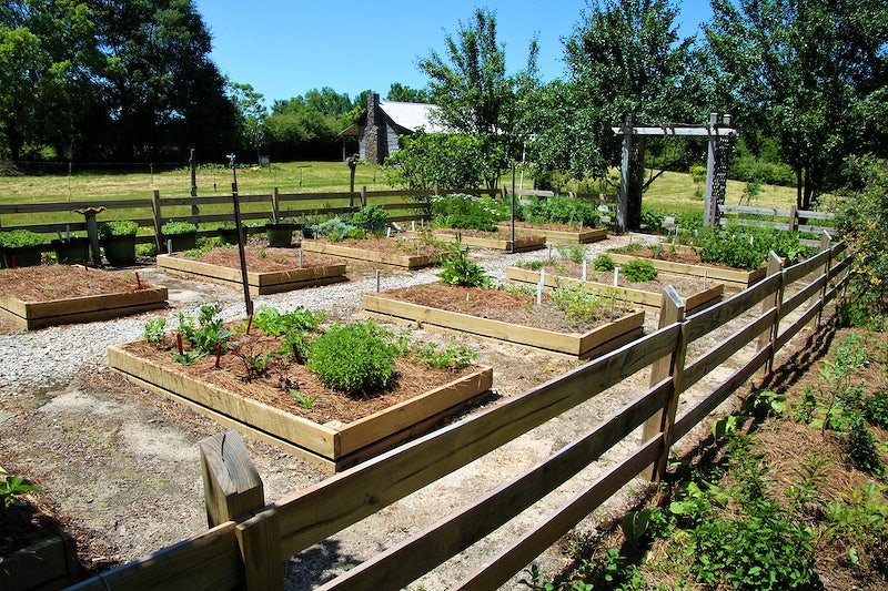 Cedar raised beds for vegetable garden