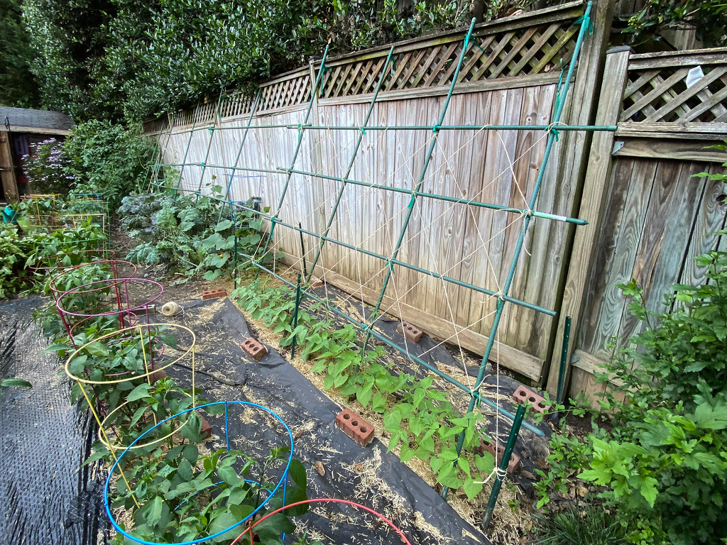 DIY bean and cucumber trellis - on the fence