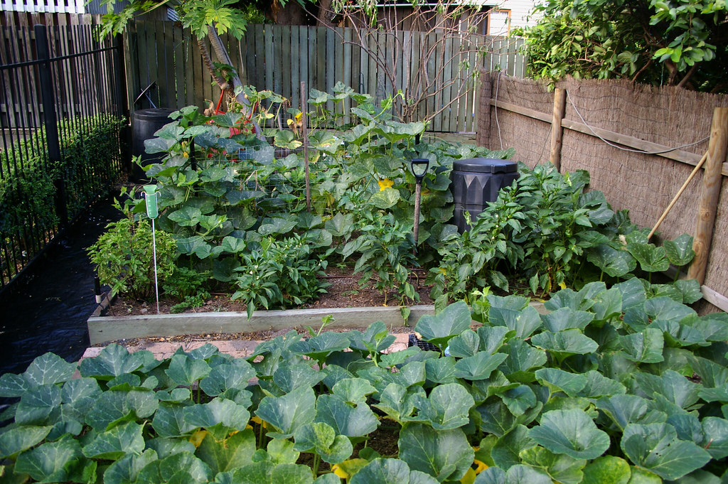 Fenced vegetable garden with raised beds