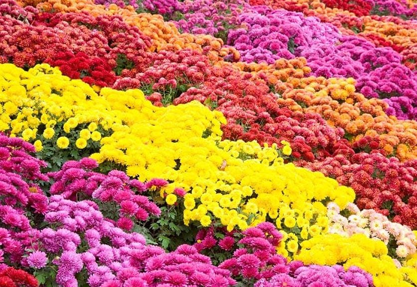 Full of Chrysanthemums in a variety of bright colours