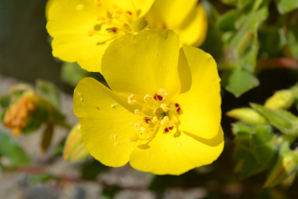 Yellow primrose