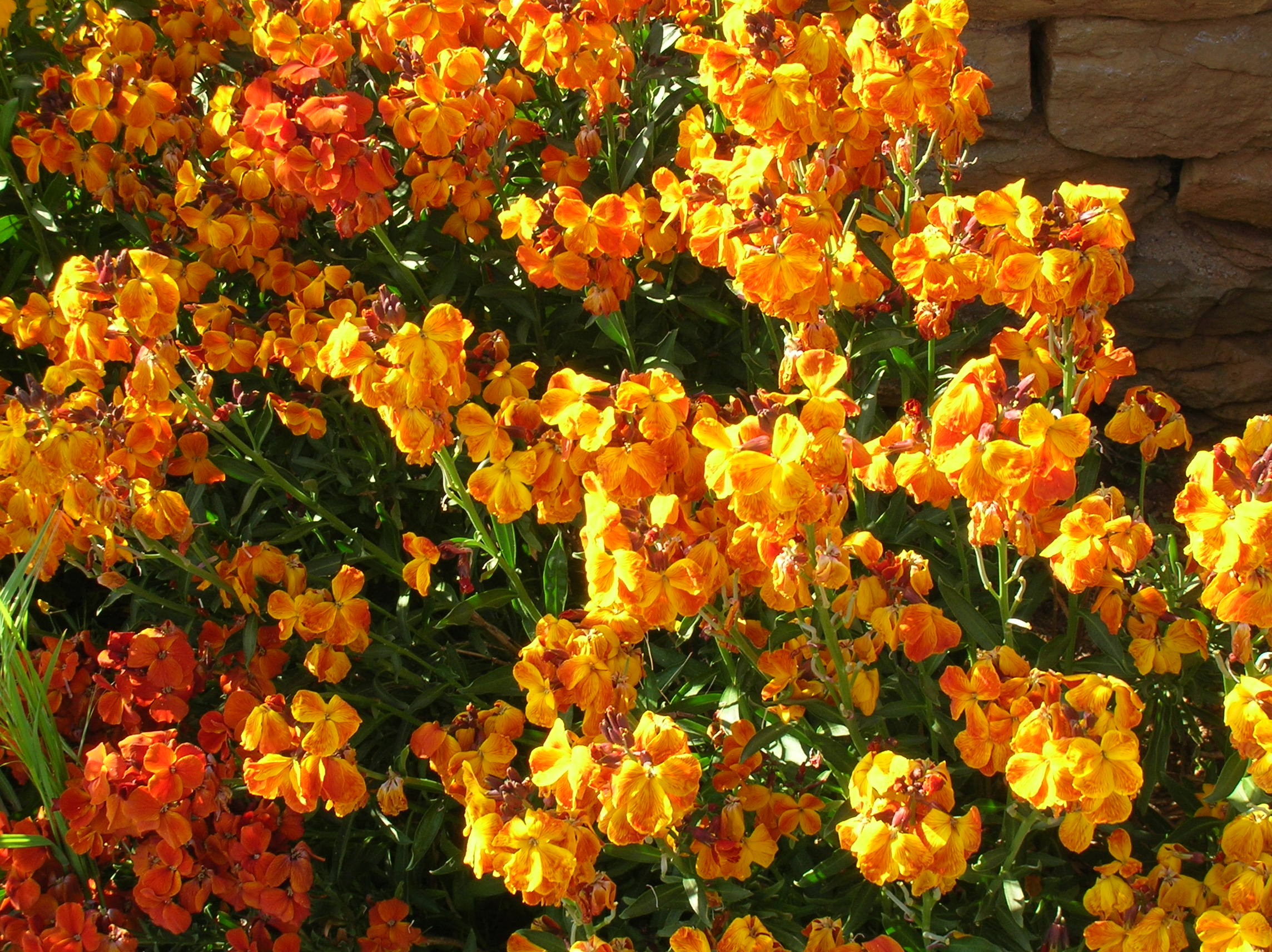 Yellow and orange wallflowers
