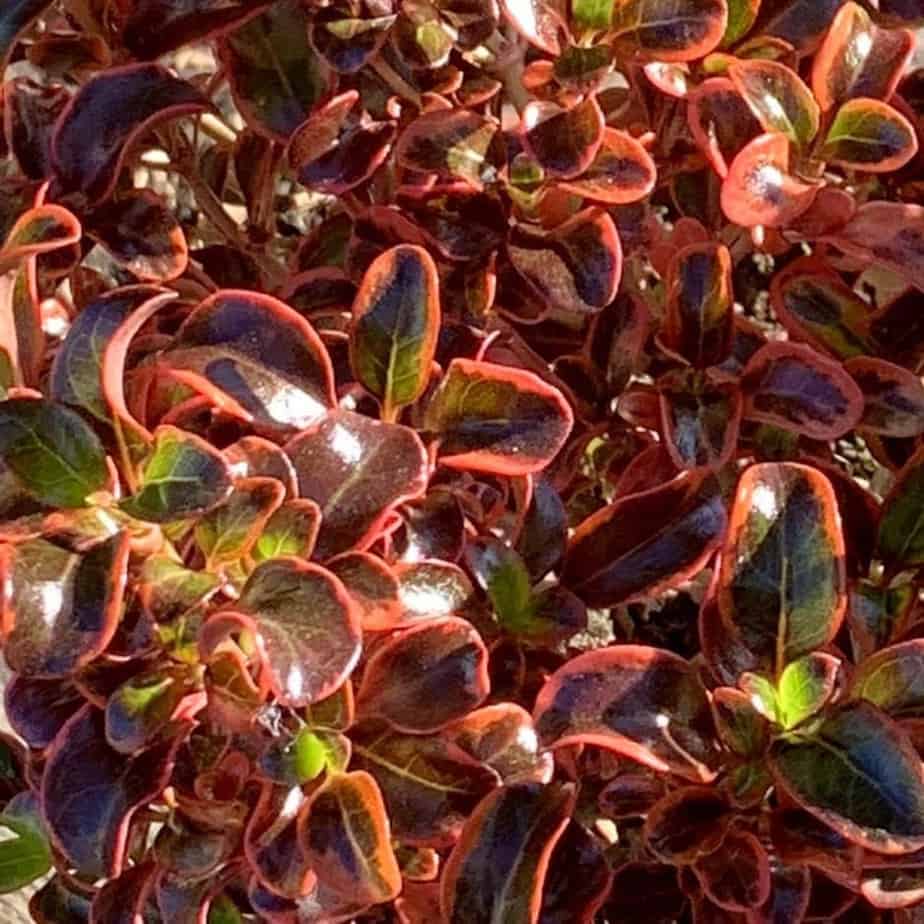 Inferno with a vivid mix of bright red, gold, green and claret leaves