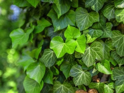 English ivy as a ground cover or a climbing vine