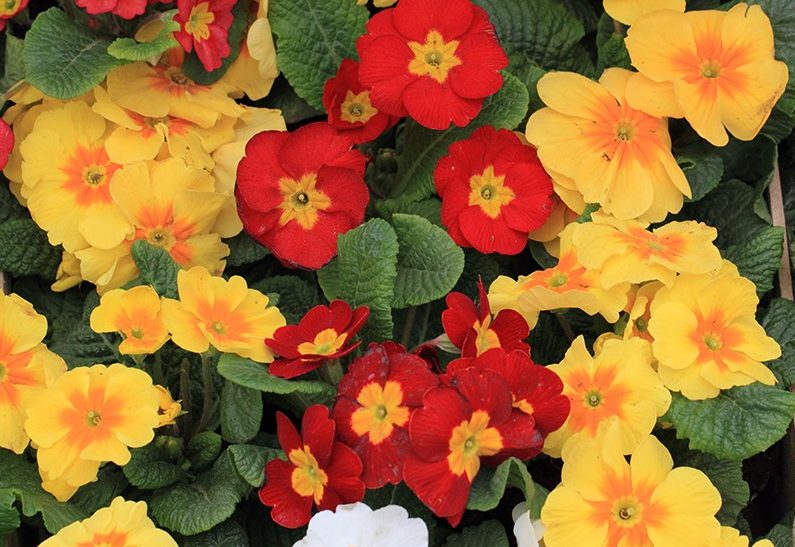 22 Winter Bedding Plants Gardening Ideas With Pics Blog