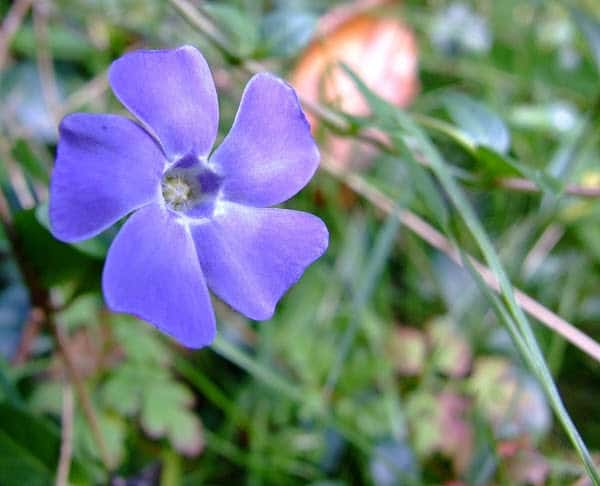 Vinca minor beautiful violet flowers