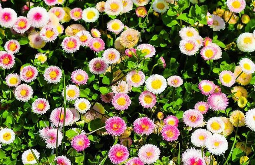 Small, pretty Bellis perennis in a flower bed