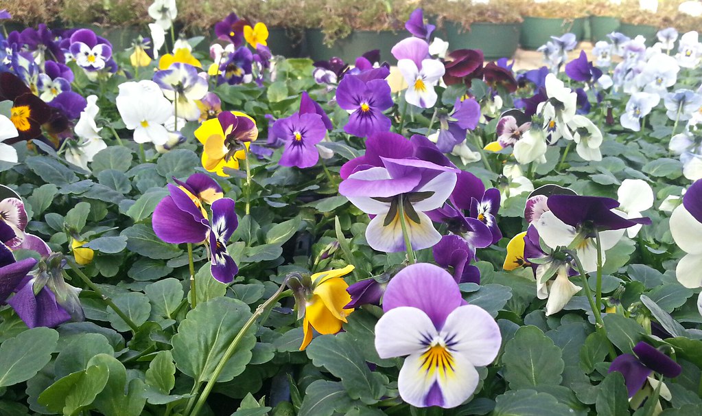 Purple and yellow Winter pansies