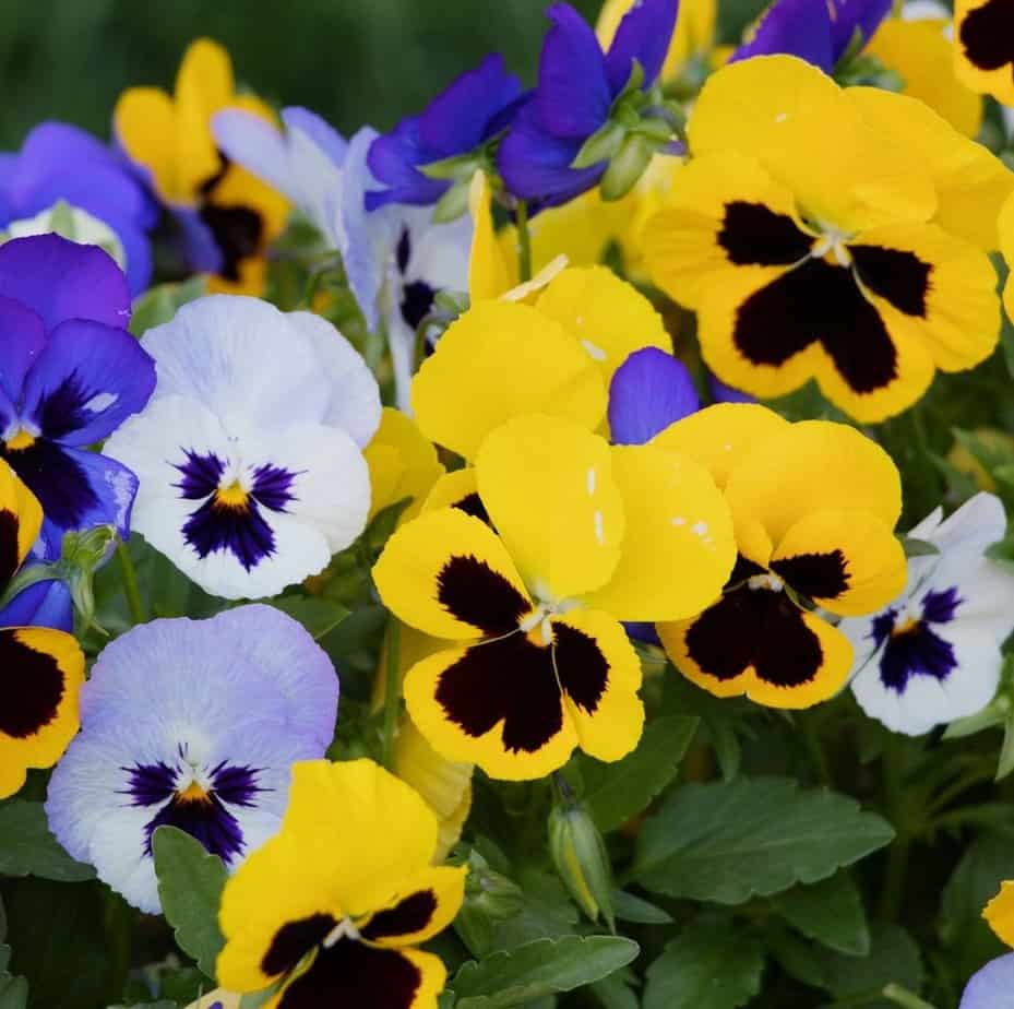 Colourful winter pansies in blue, purple and yellow shades
