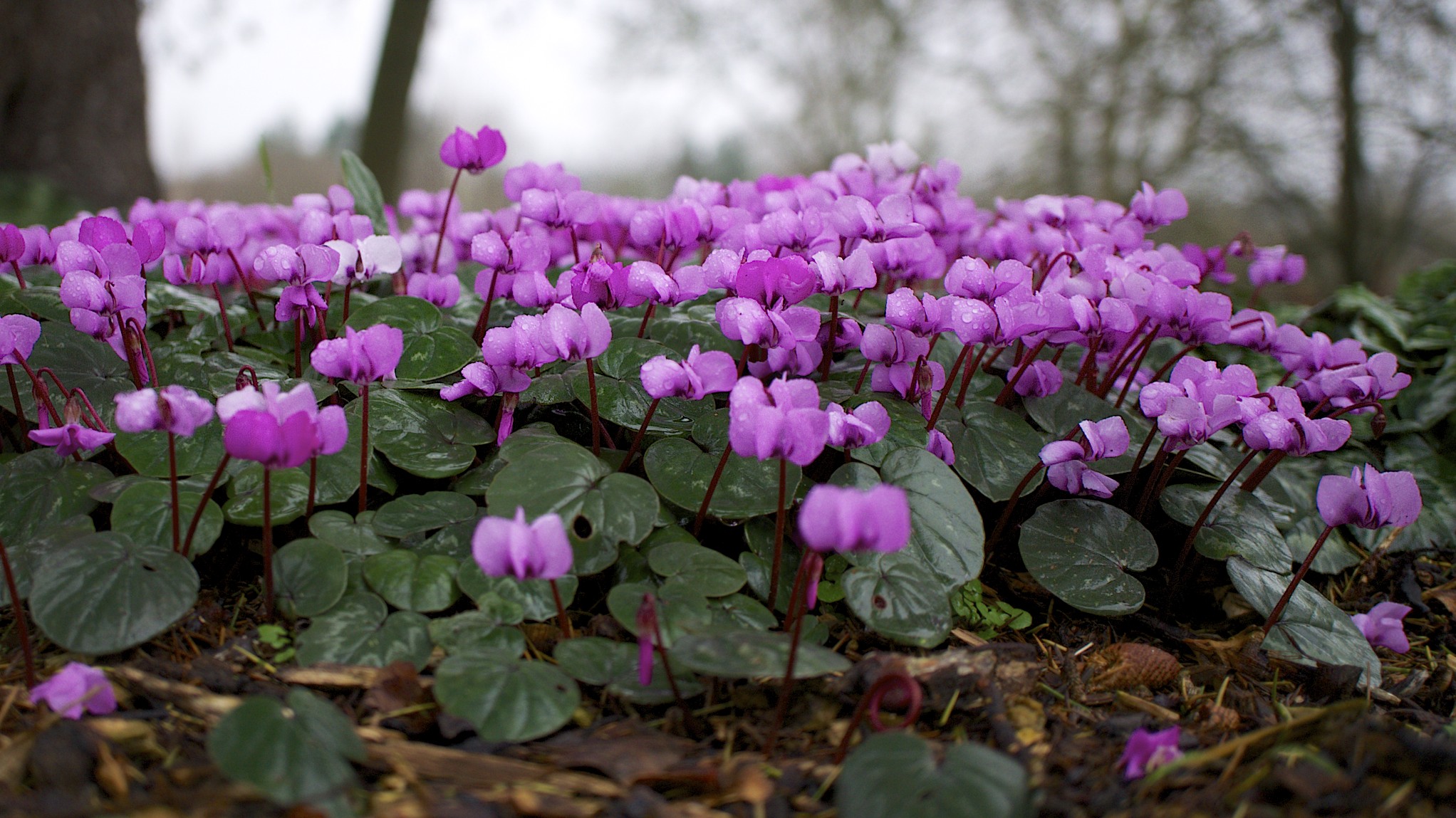 Cyclamen coum in pink