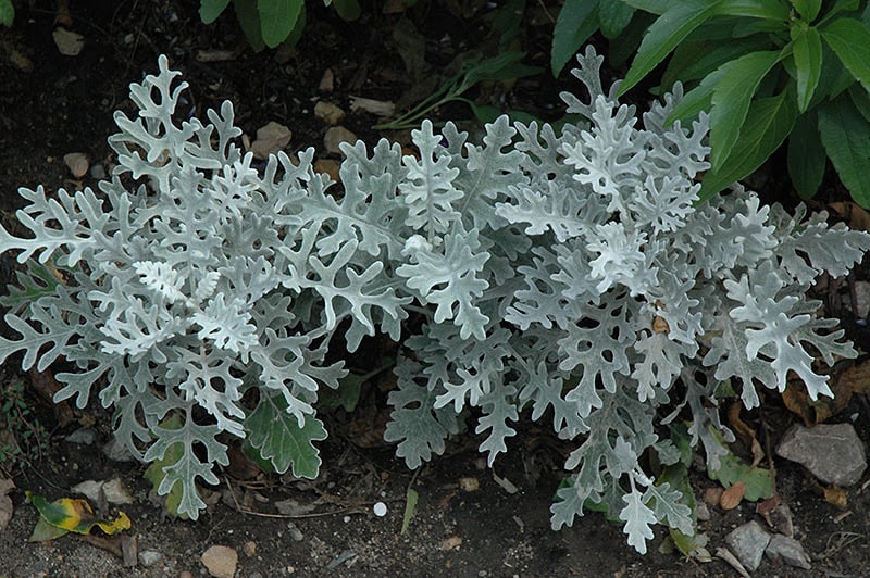 Silver dust with striking silvery-white leaves