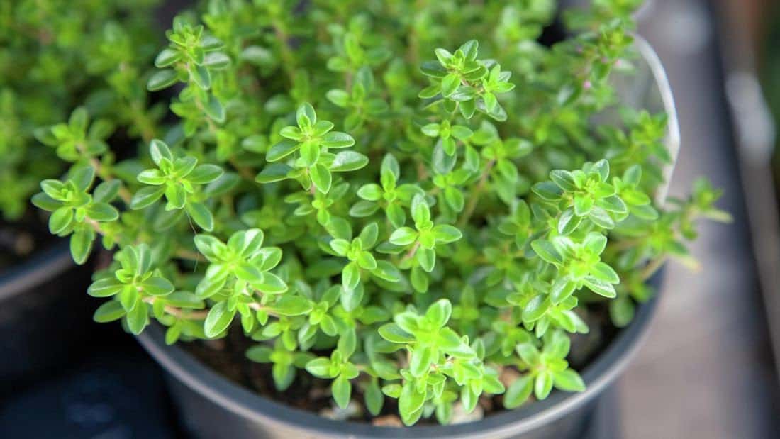 Thyme herb adding extra greenery to a garden in the winter