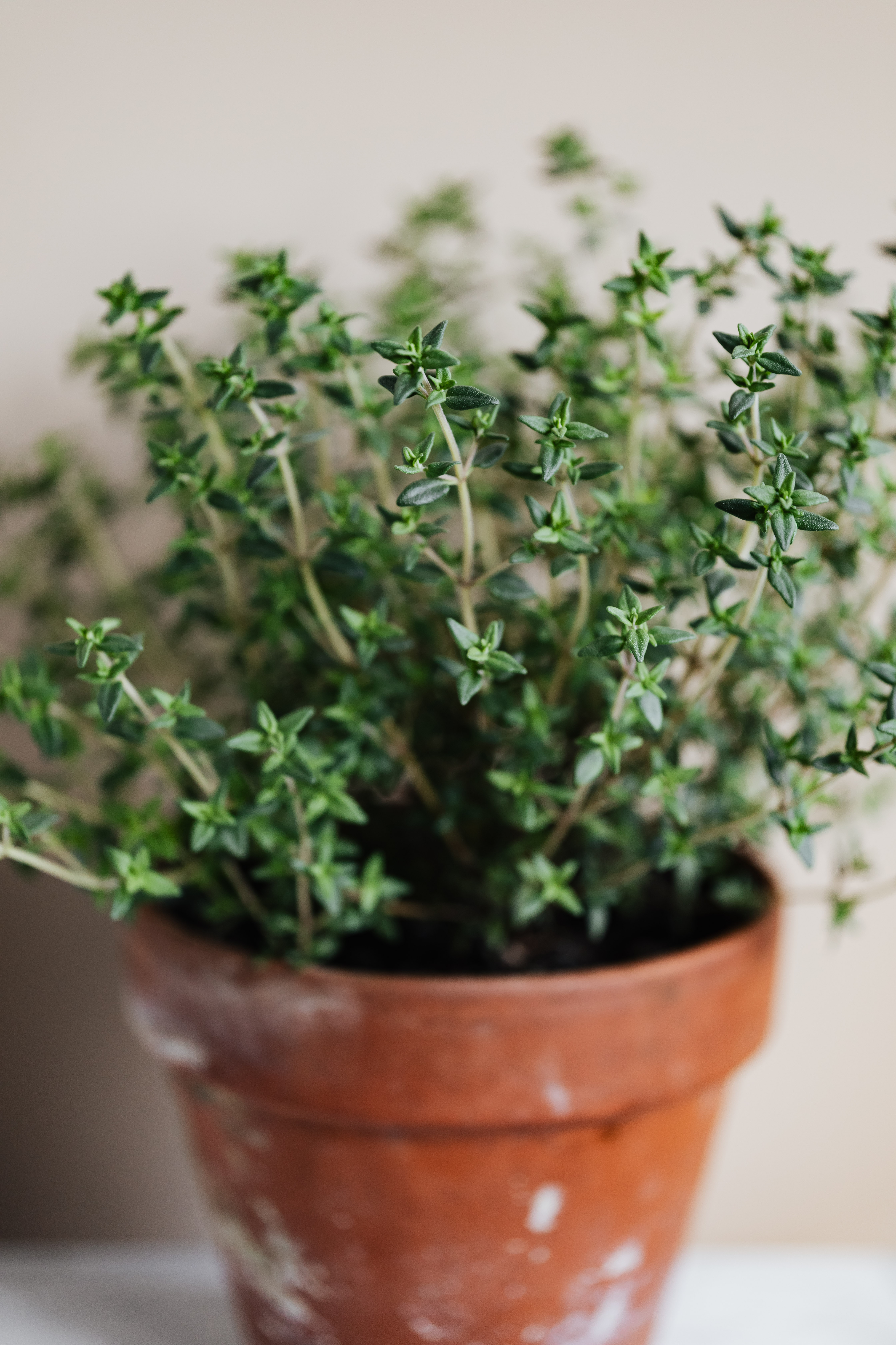 Potted thyme herb
