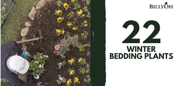 22 Winter Bedding Plants