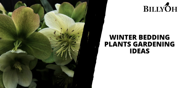 Winter Bedding Plants Gardening Ideas