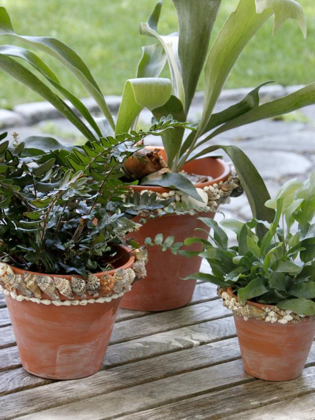 Container gardens with seashell decor