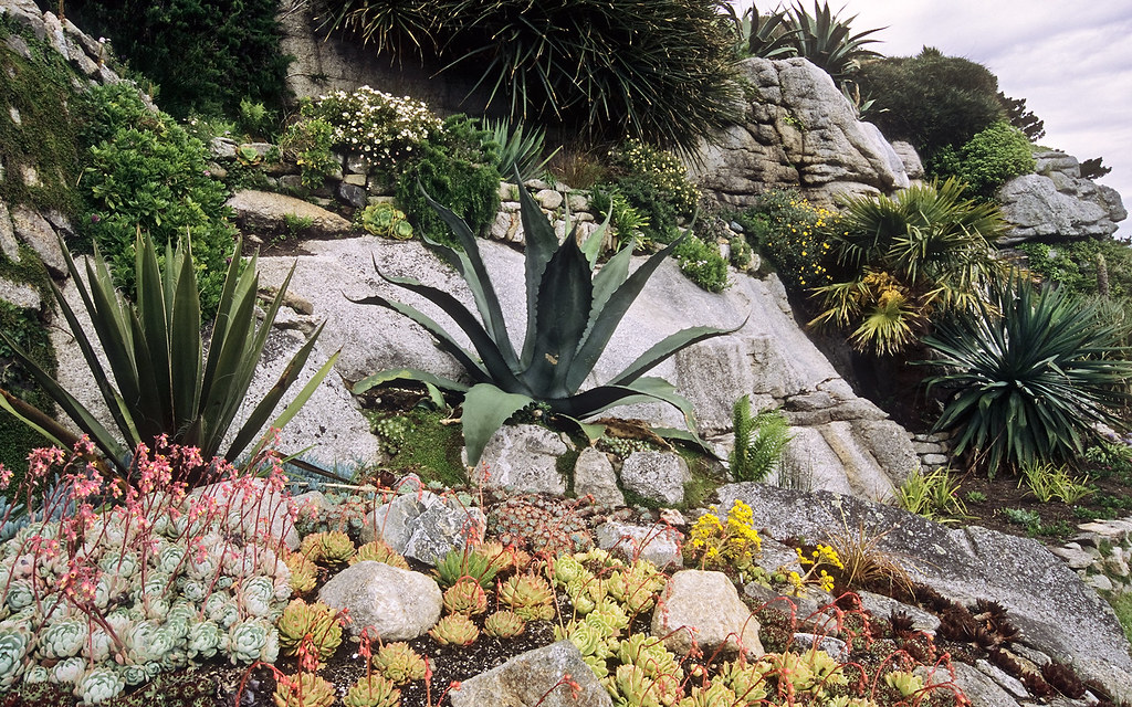 Seaside garden landscaping with succulents