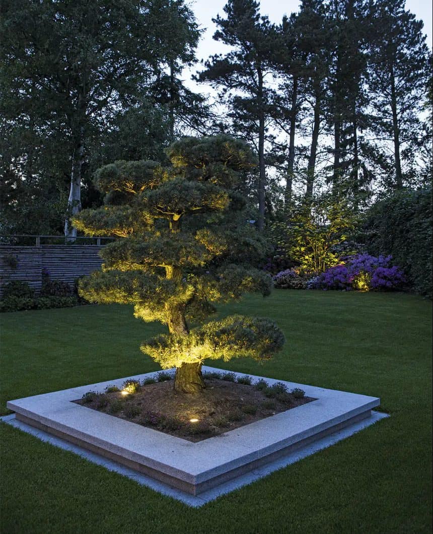 A fine bonsai planted in the middle is the pride of this well-maintained garden