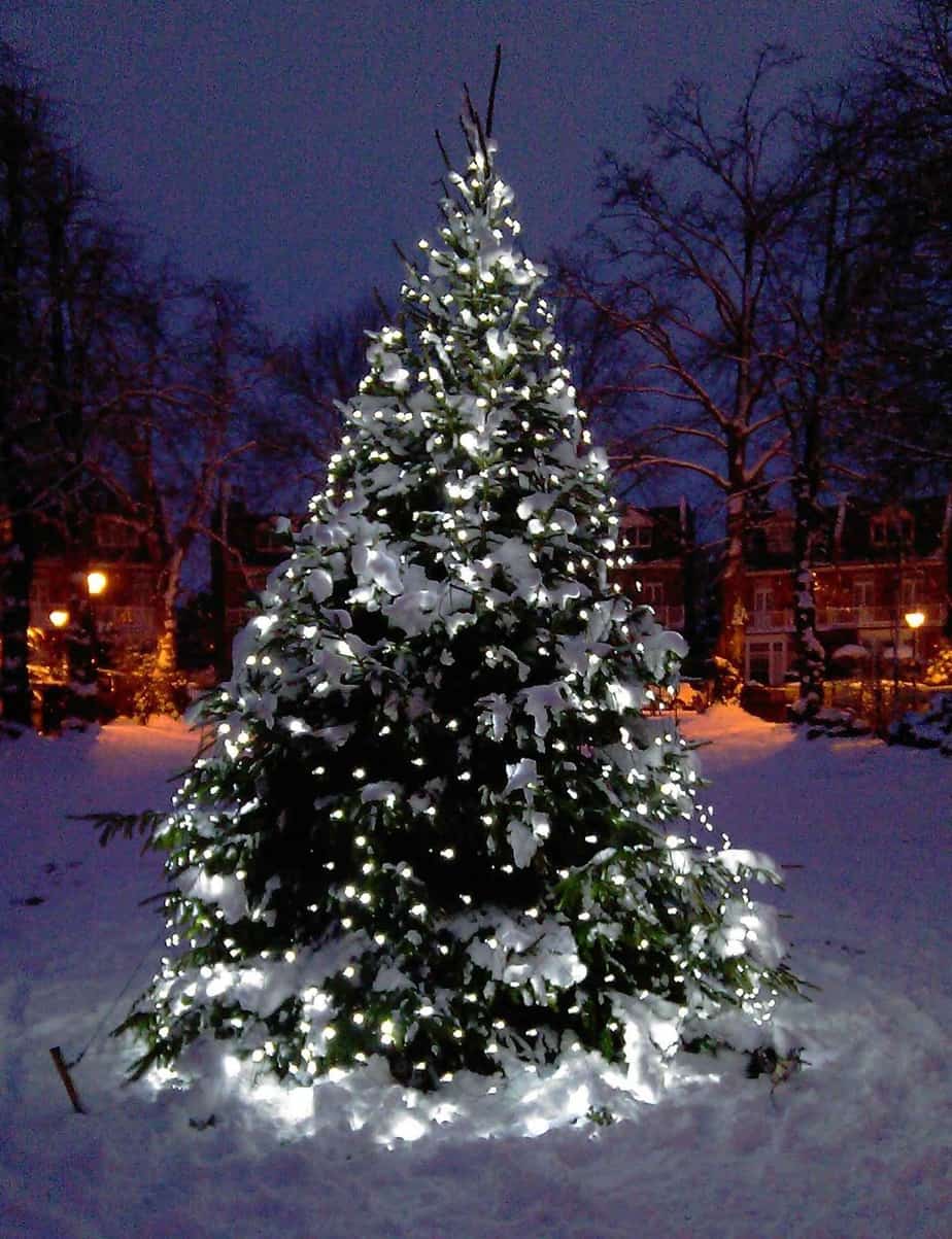Giant garden Christmas tree with lights