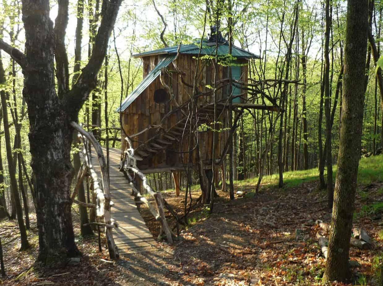Hermit thrush treehouse escape