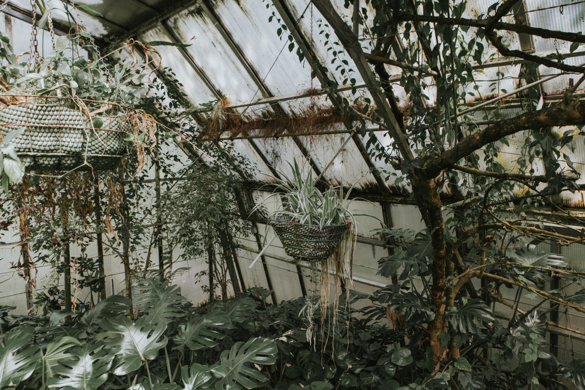 Glass greenhouse filled with plants