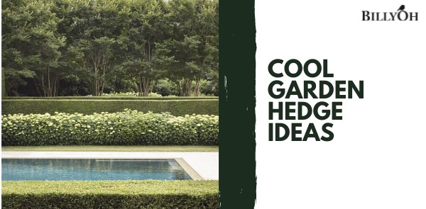 Cool Garden Hedge Ideas and Tips