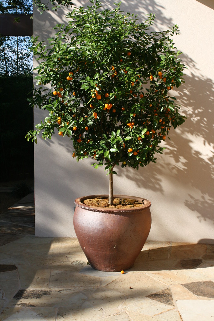 Large potted Citrus tree