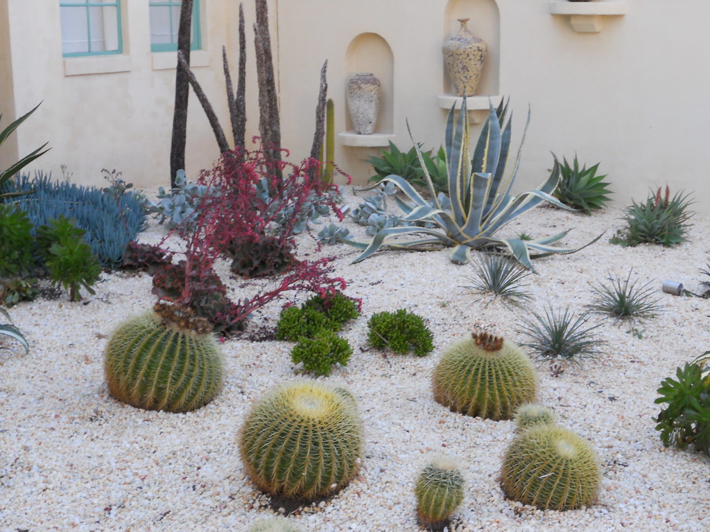 Desert garden with various cactu