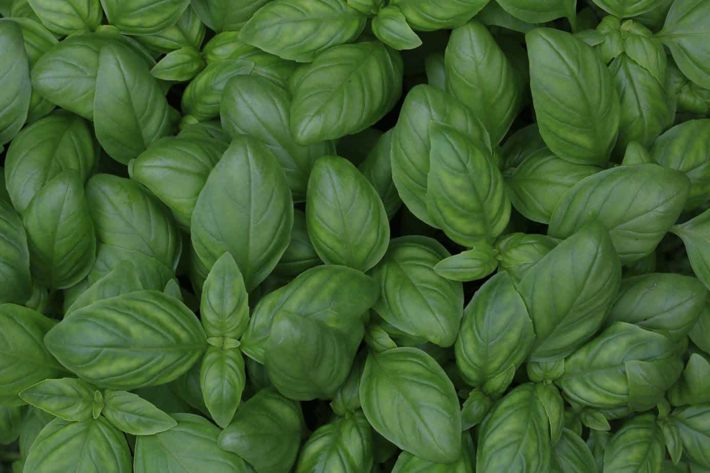 A bunch of basil leaves