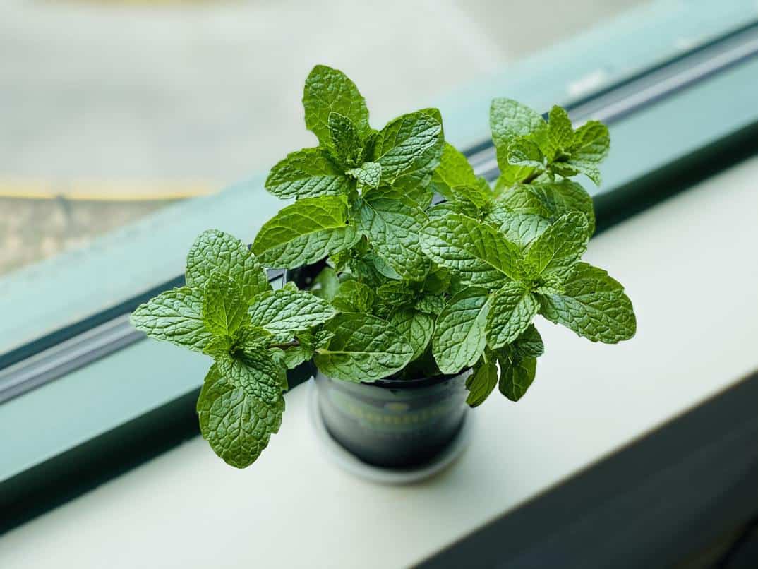 A small pot of mint plant